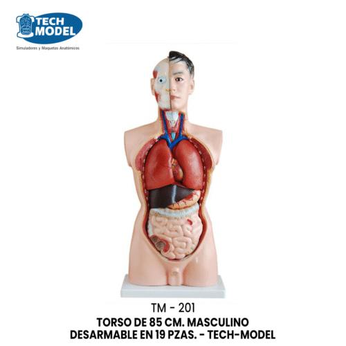 TM-201 TM-201 85CM Male Torso 19 Parts
